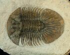 Bumpy Platyscutellum Trilobite With Axial Spines #17187-3